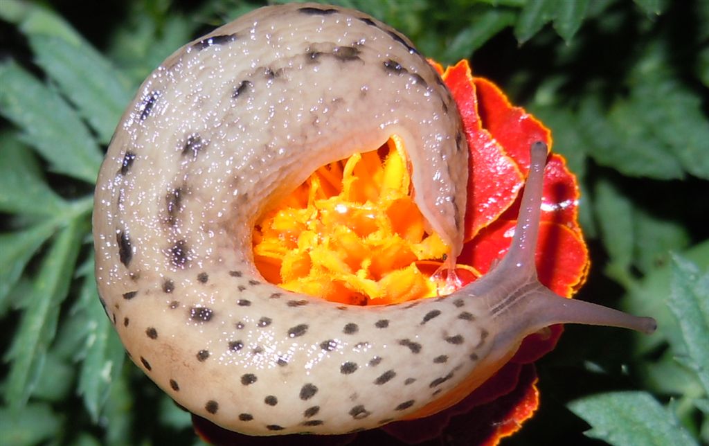 Limax maximus da Agnano (NA)